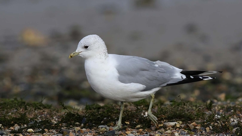 Common Gull