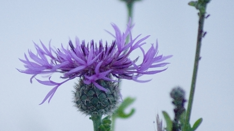 Greater Knapweed