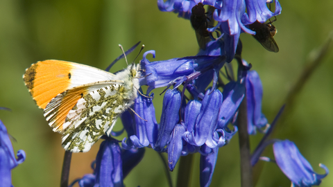 Orange-tip Butterfly