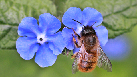 Red Mason Bee