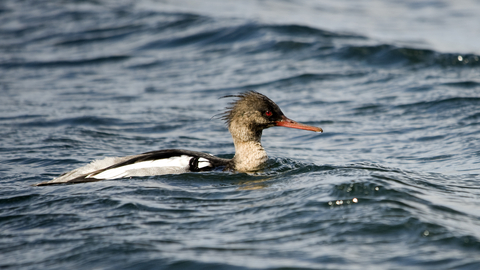 Red-breasted Merganser male