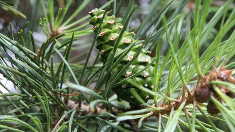 Scots Pine