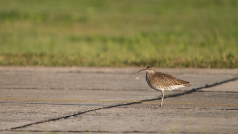 Whimbrel