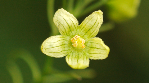 White Bryony