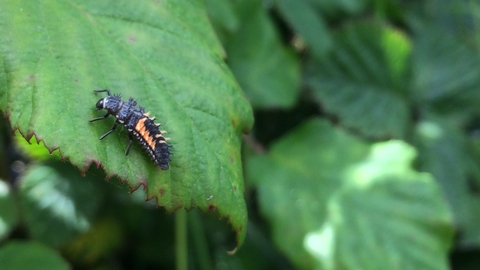 Harlequin ladybird larva