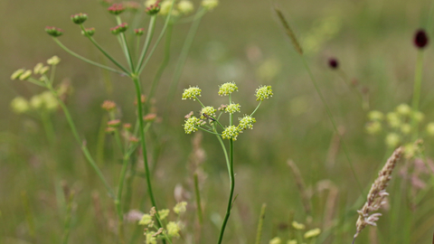 Pepper Saxifrage