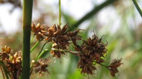 Great fen sedge