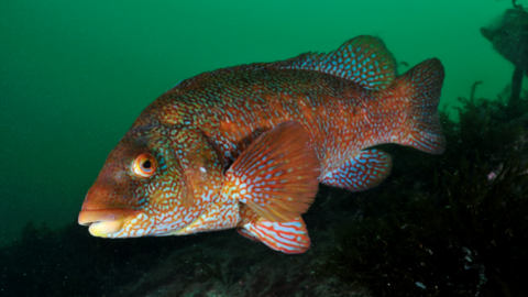 ballan wrasse