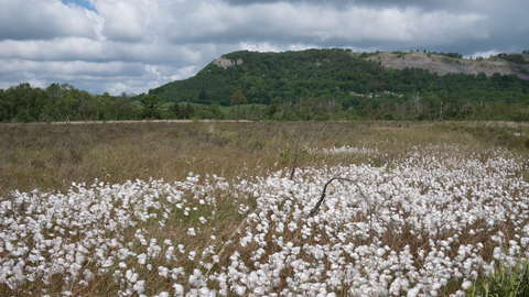 Raised bog