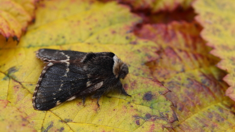 A December moth standing on a a yellow leaf. It's a fluffy moth with wavy cream lines across its charcoal wings