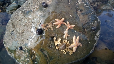 Starfish on rock