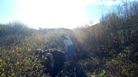 Two women removing willow scrub