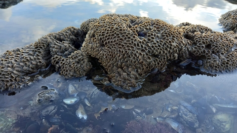 Honeycomb worm reef surrounded by water. Under the water you can see some mussel shells