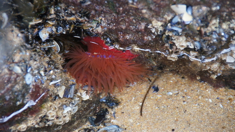 Beadlet anemone with tentacles out