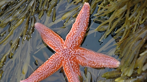 Starfish