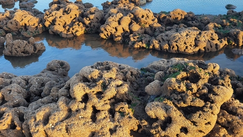 Honeycomb worm