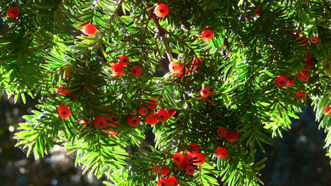 Yew tree with berries