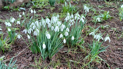 White crocuses