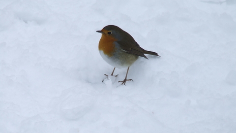 Robin in snow