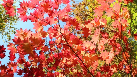 Red leaves in autumn.