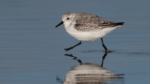 sanderling