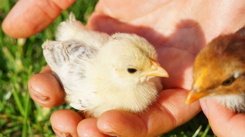 Chicks in hand