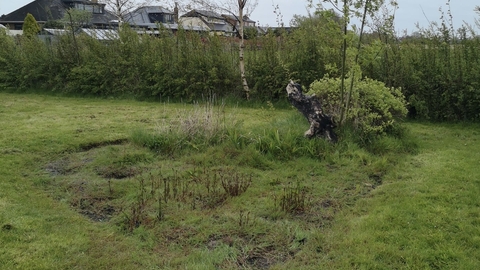 Garden area at Knott End Library showing boggy grass flower bed