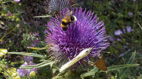 Bee on a purple flower