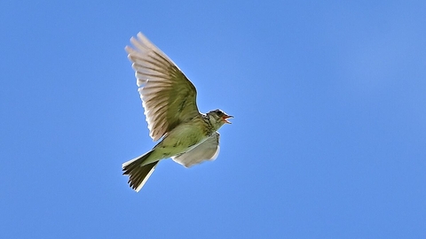 Skylark in a blue sky