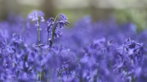 Bluebells