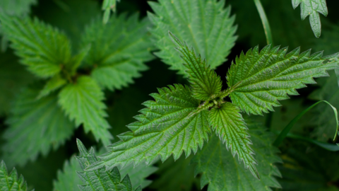 stinging nettle