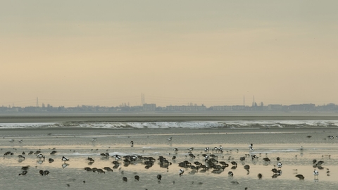 Wading birds on a beach