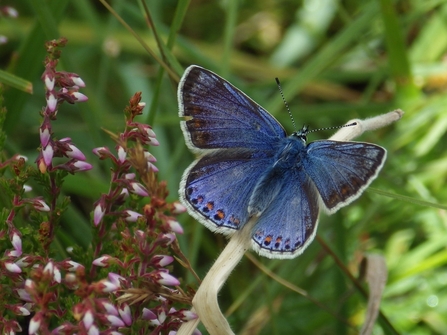 Common Blue Butterfly