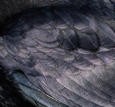 Black glossy crow feathers