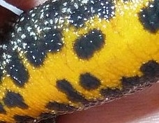 The patterned belly of a great crested newt, yellow with black blotches