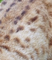 Lynx fur