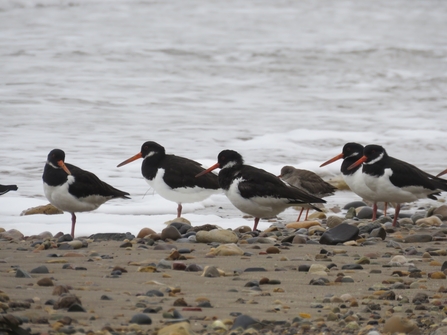 A group of oystercatchers on the beach