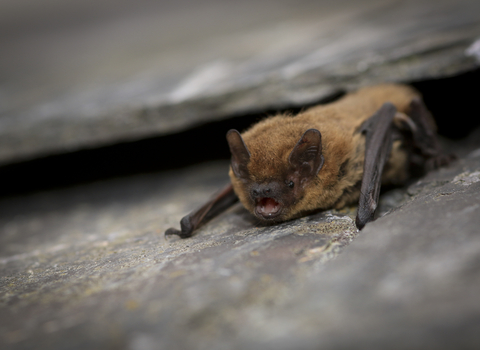 Common pipistrelle