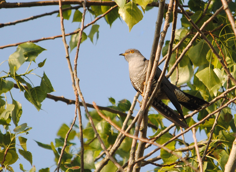 Cuckoo