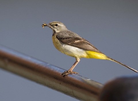 Grey wagtail