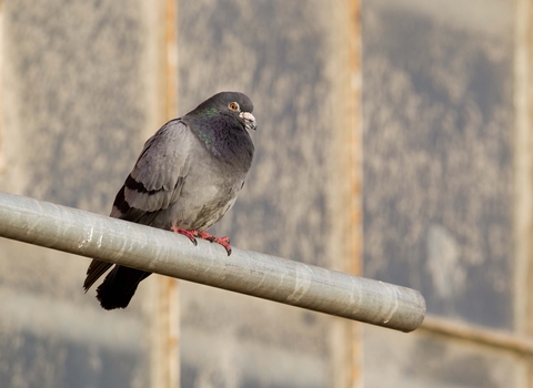 Rock dove/Feral pigeon