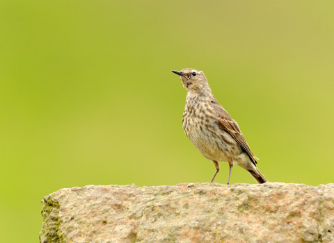 Rock pipit