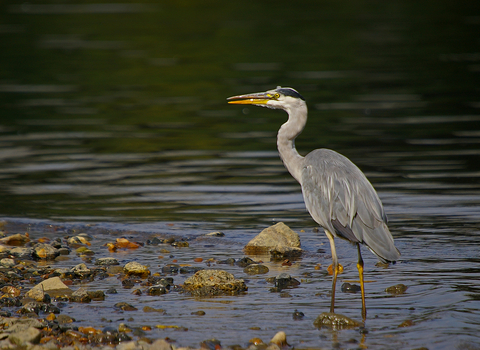 A grey heron standing on the stony margin of a river