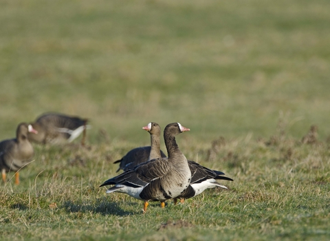 White-fronted Goose