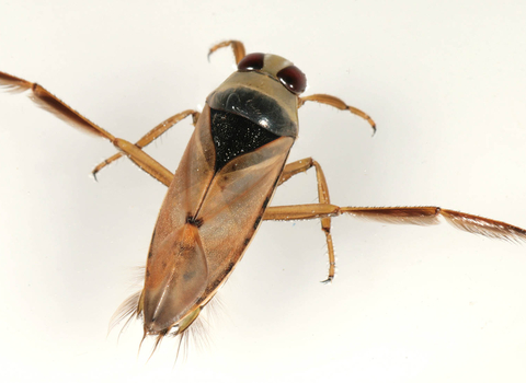 Common Backswimmer