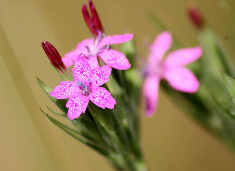 Deptford Pink