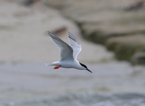 Roseate tern