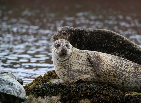 Common seals