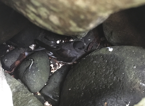 Storm petrel