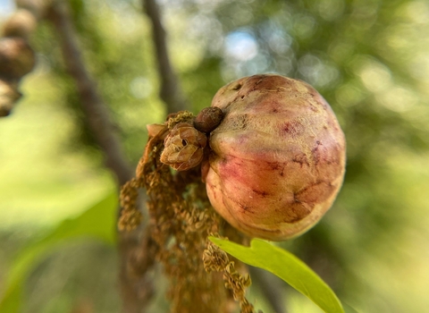 oak apple gall